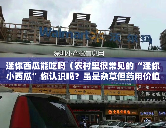 迷你西瓜能吃吗（农村里很常见的“迷你小西瓜”你认识吗？虽是杂草但药用价值高！）