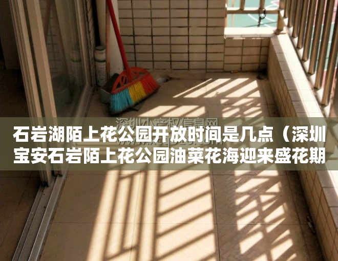 石岩湖陌上花公园开放时间是几点（深圳宝安石岩陌上花公园油菜花海迎来盛花期）
